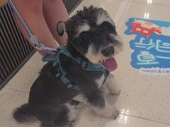 -帕帕拉兹宠物(亚洲旗舰店)