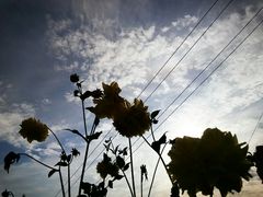 -肯德基(颛桥店)