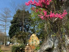 -天适樱花悠乐园