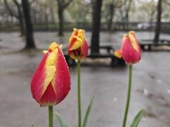 -上海共青森林公园