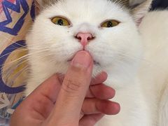 -猫咪派对(江南西店)