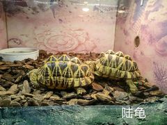 -上海大自然野生昆虫馆(东方明珠·爬宠昆虫探索中心)