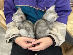 -楼上猫咖(罗湖店)