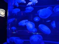 -太平洋海底世界