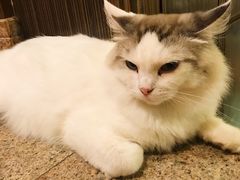 -more than meow吴止猫主题餐厅(承德 中船汇店)