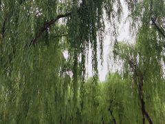 -东郊湿地公园