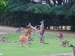 -上海野生动物园