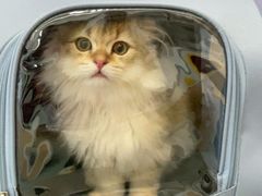 -瑞派·关忠动物医院·猫专科·犬专科(三环新城店)