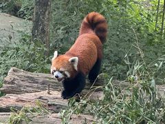 -都江堰中华大熊猫苑