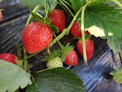 -南国桃园旅游度假区