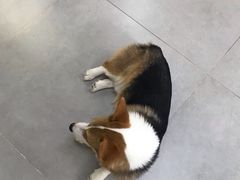 -Heymao猫咖.咖啡厅(东门店)