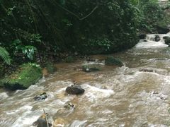 -莫里热带雨林景区