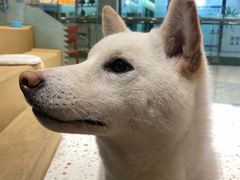 -柴务处·柴犬主题狗咖