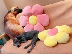 -宠物梦想家(日月豪庭店)