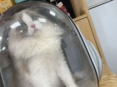 -中农大我爱我爱动物医院·核磁CT·猫病·24小时夜诊中心(石佛营店)