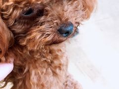 美宝-八公叔叔宠物美容连锁(春申店)