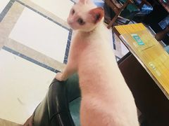 -猫色咖啡·猫咖