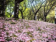 -苏州河梦清园环保主题公园