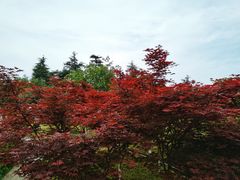 -铁山坪森林公园