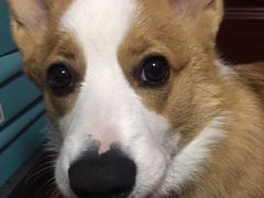 -PETKIT小佩宠物(古北店)