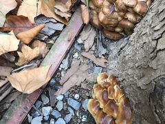 -芭提雅Amporn Seafood自助餐厅