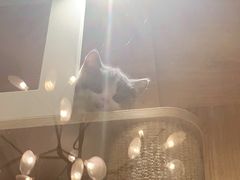 -老吴的猫·猫舍(新区店)