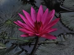 -深圳国际园林花卉博览园