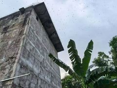 -广东惠东海龟国家级自然保护区
