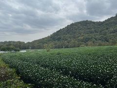 -野蔓果·山野菜(西湖景区·龙井茶田店)