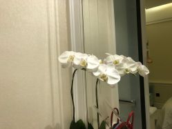 -奥斯芬欧系贵族SPA