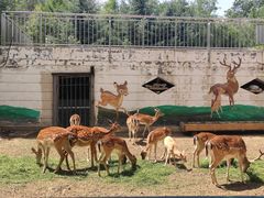 -青藏高原野生动物园