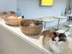 -怪兽屋·羊驼·猫咖·狗咖(俊华广场店)