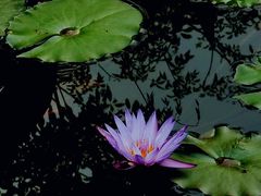 -东莞植物园