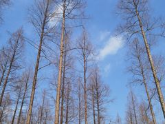 -黄海国家森林公园