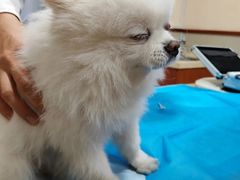 -艾贝尔宠物医院·24H转诊中心·肿瘤猫专科(江宁双龙店)