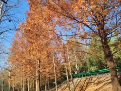 -白水寺森林公园