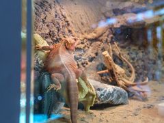 -FAIRYLAND龙族星球主题餐厅(凯丹广场店)