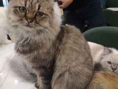 -安格丽娜·狗咖·猫咖羊驼咖(春熙路百盛商场店)