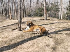 -北京野生动物园