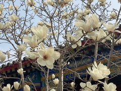 -天津大悲禅院