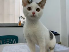 -荔康动物医院(康王北路店)