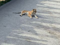 -大连森林动物园