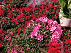 -花鸟鱼虫鲜花绿植市场(玉泉路店)