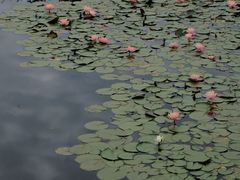 -白鹭湾湿地公园