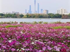 -海珠湖公园