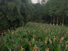-重庆彩云湖湿地公园
