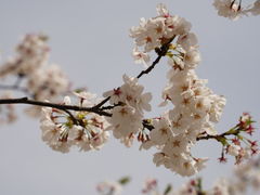 -高东镇樱花园
