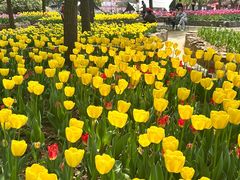-洛阳郁金香牡丹园
