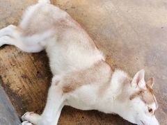 -TrueLove @ Neverland (Husky Cafe)