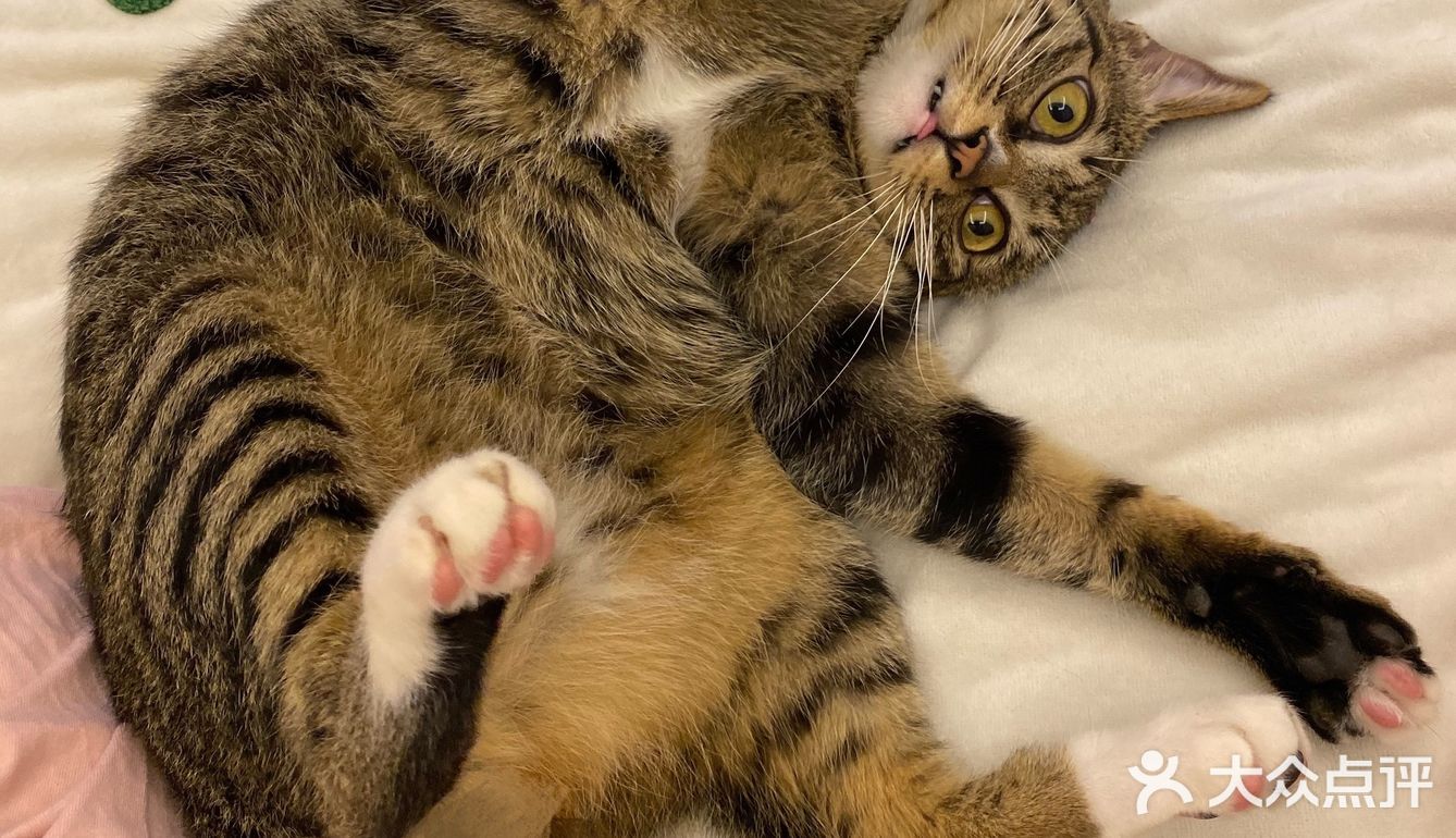 收养的流浪猫，真是越来越可爱，越看越好看